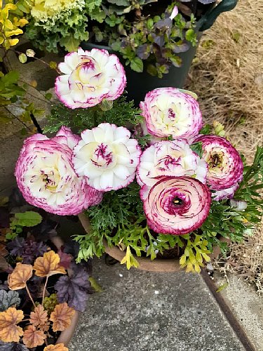 ラナンキュラスとクリスマスローズ : 花のある暮らし