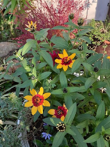 ジニアと赤葉ケイトウと千日紅と日々草とポリゴナムと大根の間引き菜と
