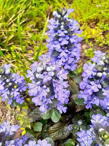 紫の花のグランドカバーとシェードガーデンのティアレアと