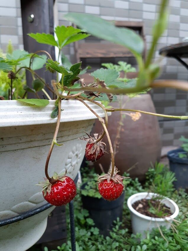 今日の庭 10 16 イチゴ が赤くなってました 花のある暮らし