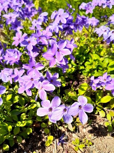 紫の花のグランドカバーとシェードガーデンのティアレアと