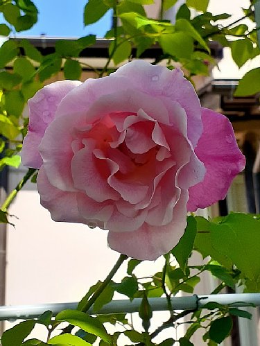 バラやクレマチスなど2025年にお気に入りになった庭花たち : 花のある