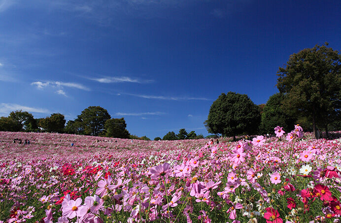 花スポット1 国営昭和記念公園 立川 皇帝ダリア 花のある暮らし