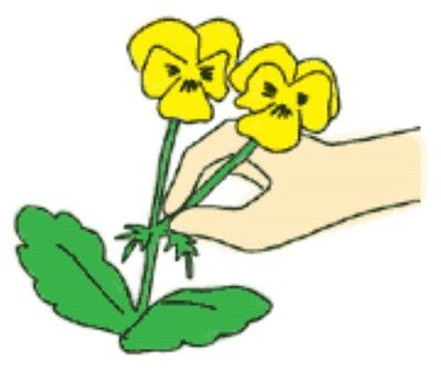 ビオラ 秋から春まで長 く楽しませてくれるスミレ科 スミレ属の多年草 花のある暮らし