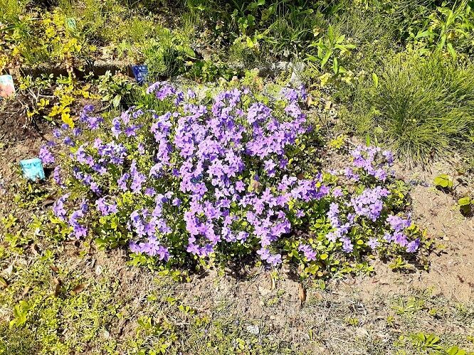紫の花のグランドカバーとシェードガーデンのティアレアと