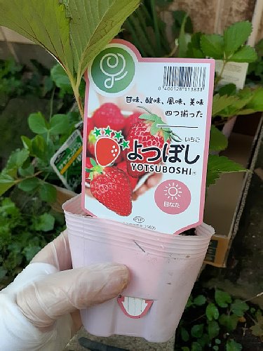 農家 とちおとめ 大粒いちご苗 20株セット イチゴ苗30株農薬不使用 農家