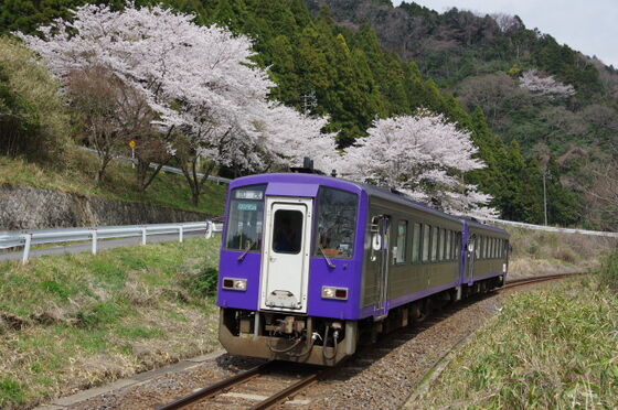 さくらを絡めて亀山配給を撮影 | hatahataの撮影日記