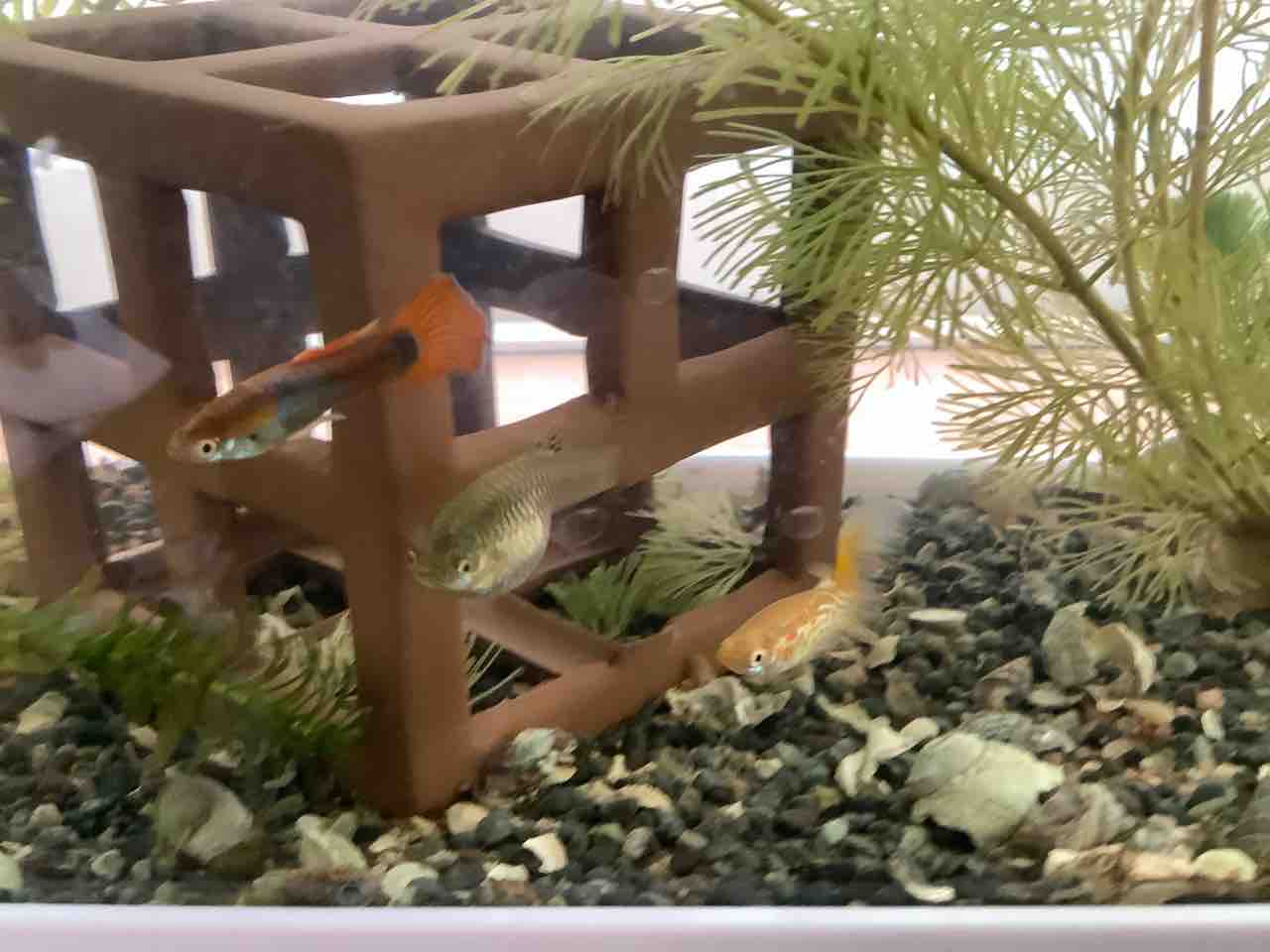 グッピー Hatahatamanのブログ