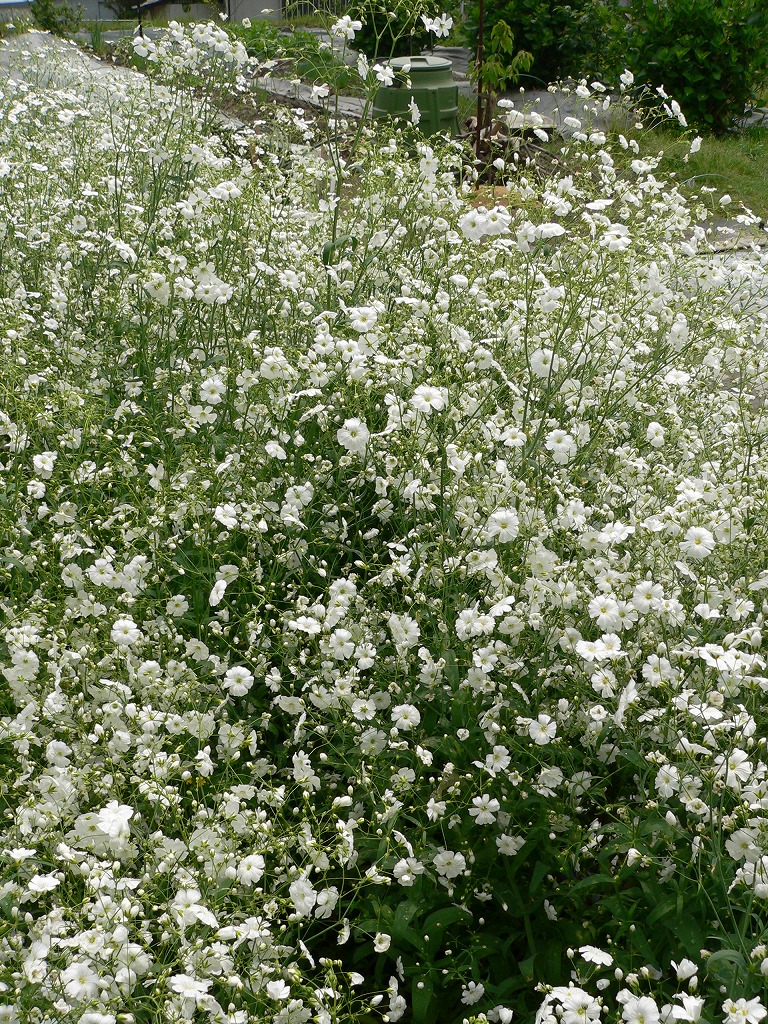 白花かすみ草の定植です バドのお庭と畑でガーデニング