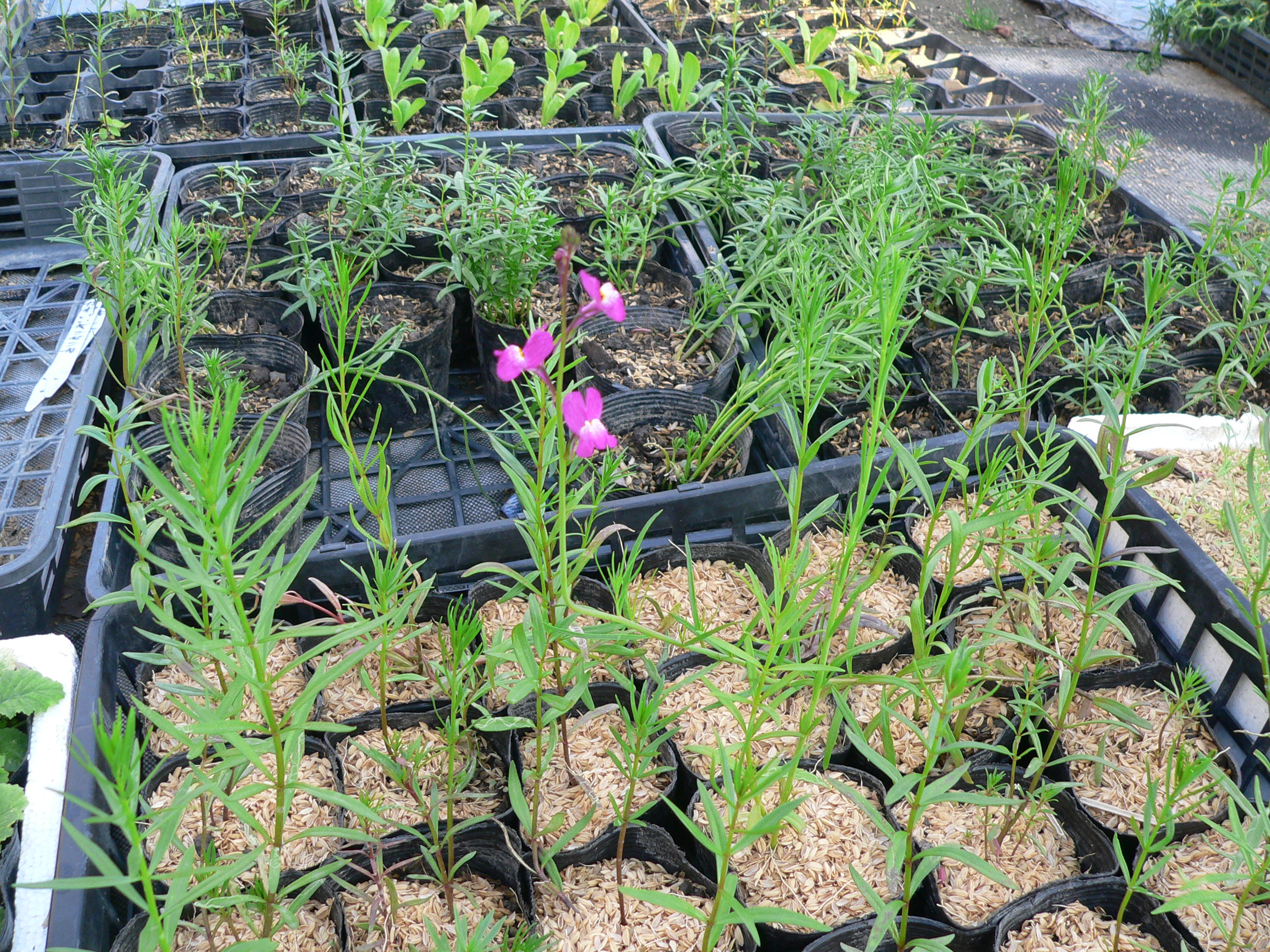 春の花苗色々です バドのお庭と畑でガーデニング 春の花苗色々です バドのお庭と畑でガーデニング