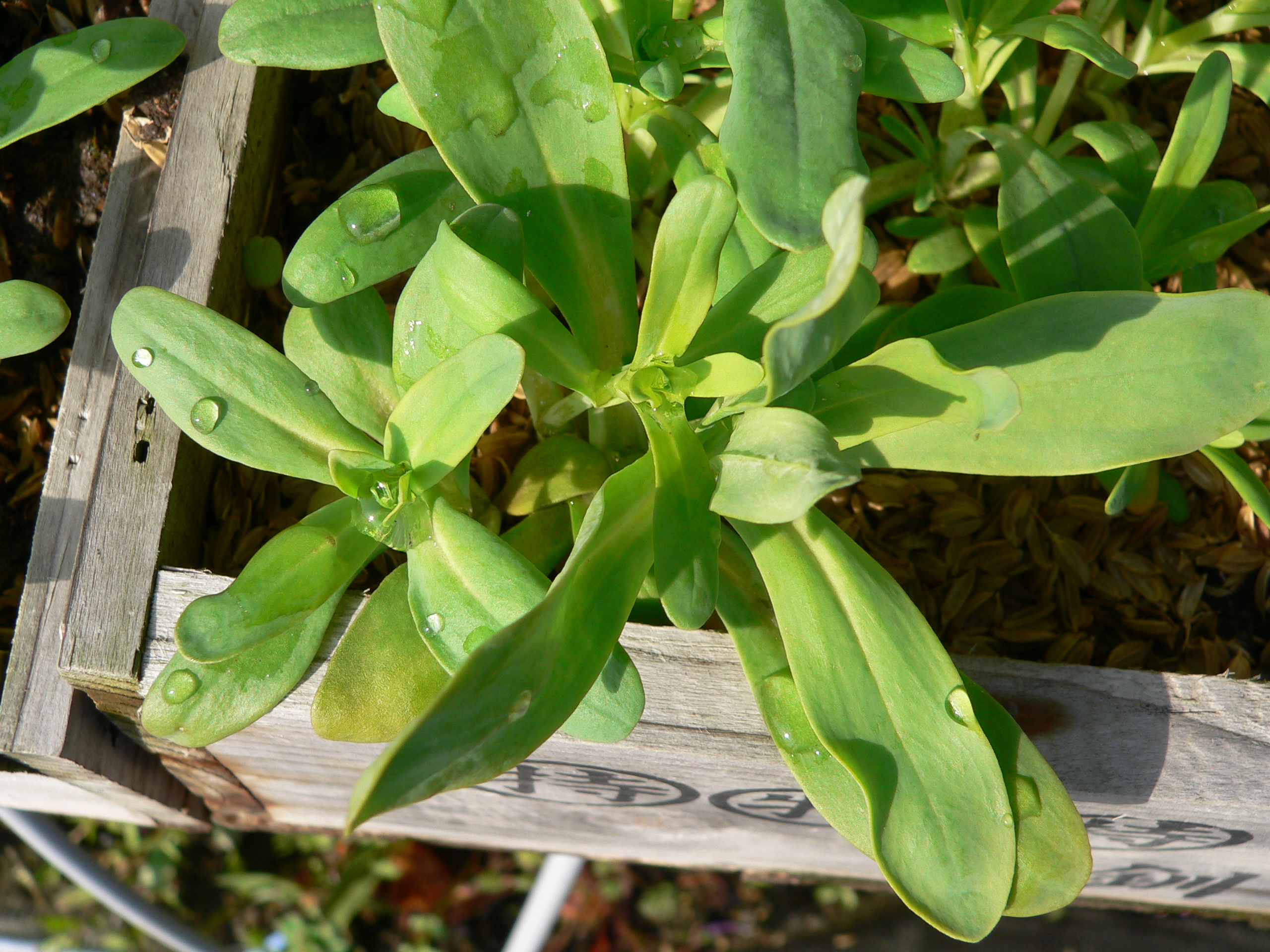 白花かすみ草の定植です バドのお庭と畑でガーデニング