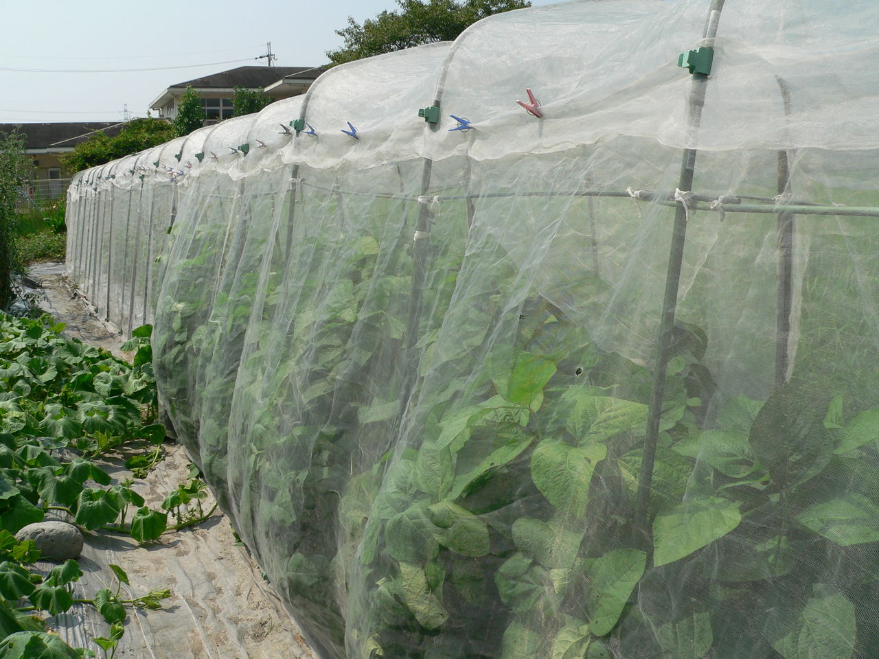 完全防備の枝豆です バド菜園 バドの自然と遊ぼうゆったり菜園らいふ 完全防備の枝豆です バド菜園 バドの自然と遊ぼうゆったり菜園らいふ