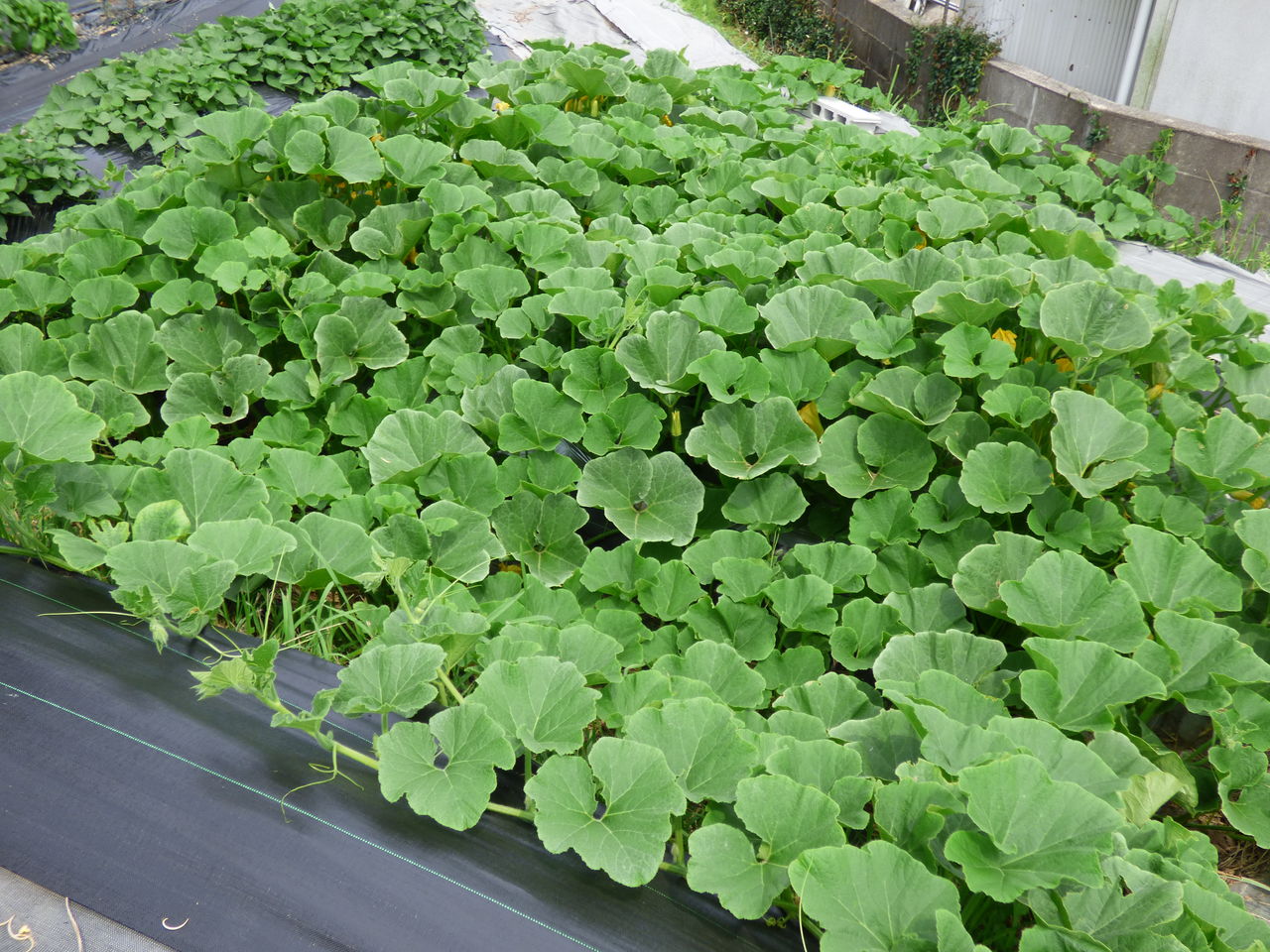 カボチャが元気 バド菜園 バドの自然と遊ぼうゆったり菜園らいふ