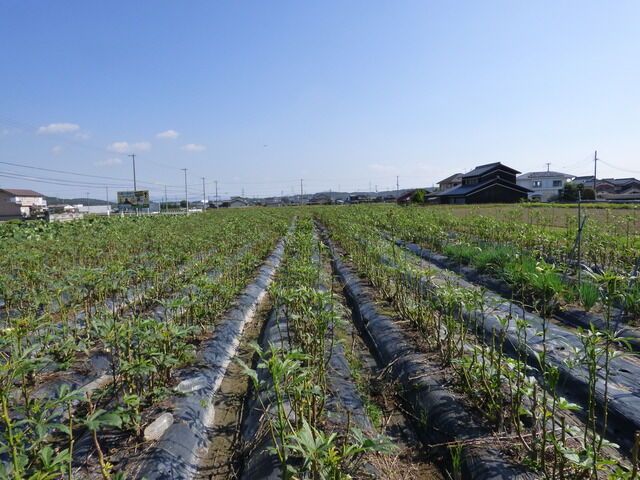 0f48724d-s