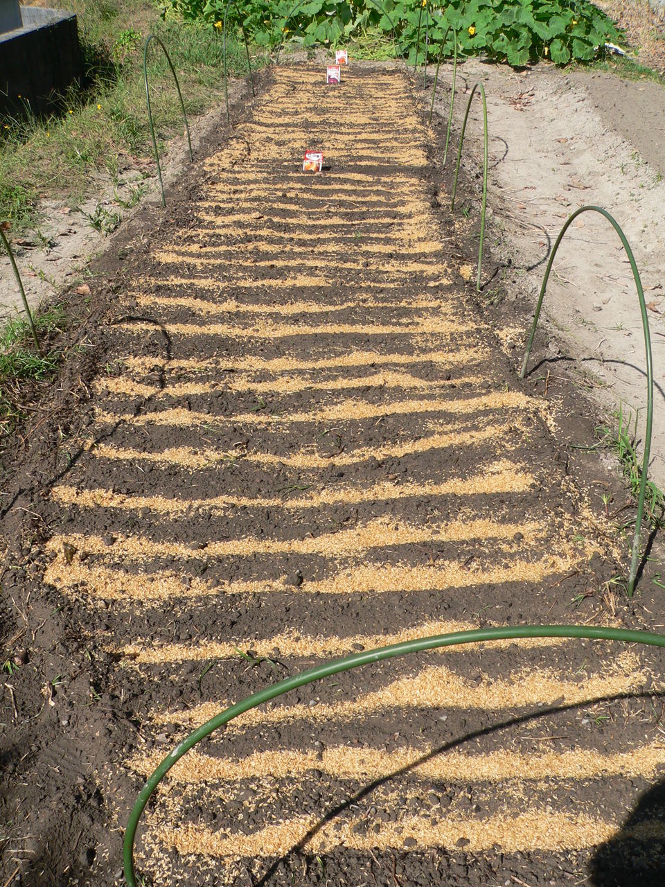 中生玉ねぎの種まきです バド菜園 バドの自然と遊ぼうゆったり菜園らいふ
