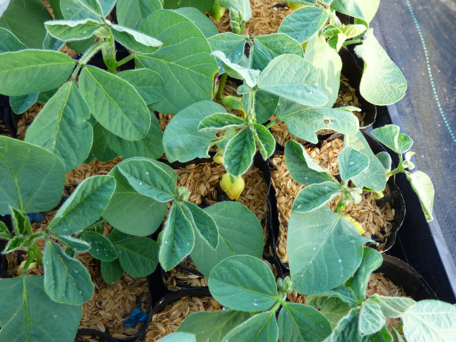 枝豆のポット苗の定植です : バド菜園 ~バドの自然と遊ぼうゆったり菜園らいふ~ 山と湖と川、畑とお庭で遊ぶ暮らしです