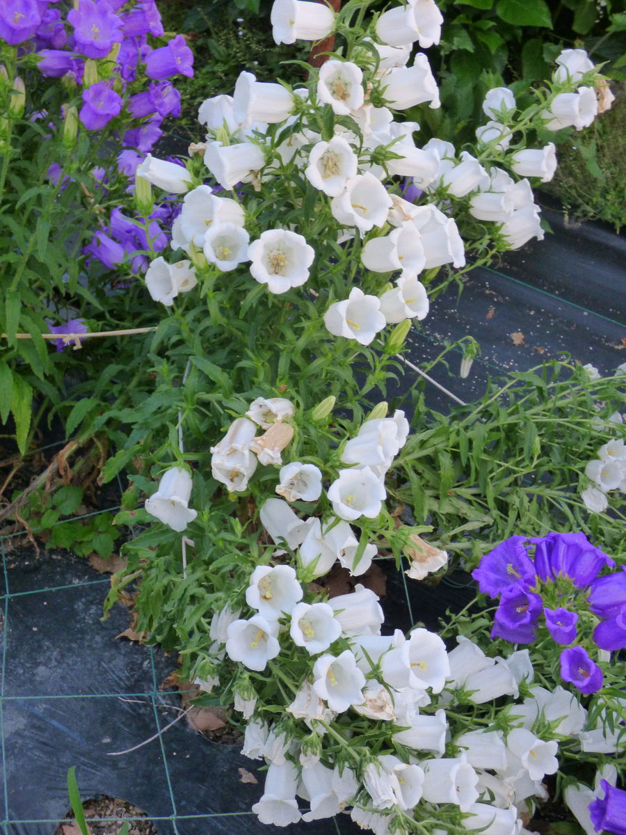 水田の水入れ ツリガネソウ バド菜園 バドの自然と遊ぼうゆったり菜園らいふ