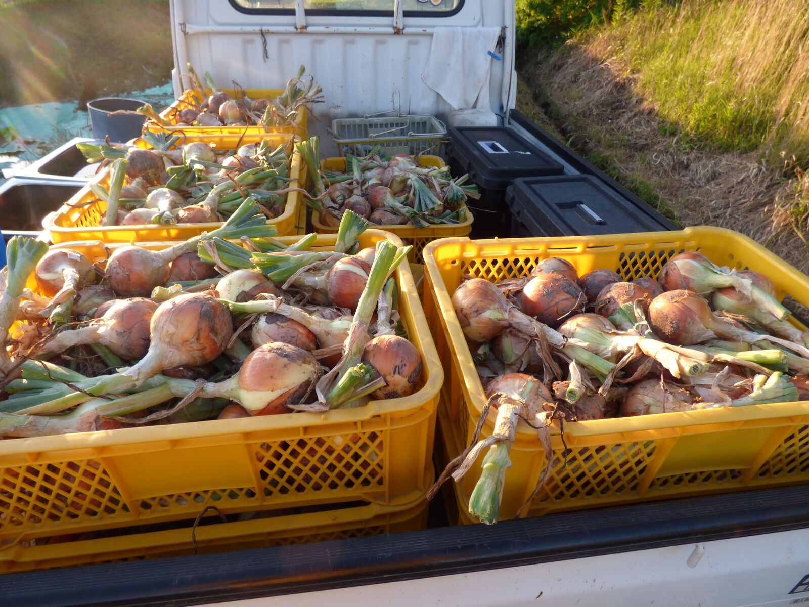 タマネギ苗 500本 もみじ 玉ねぎ苗 晩生 もみじ3号 1000本 - 野菜