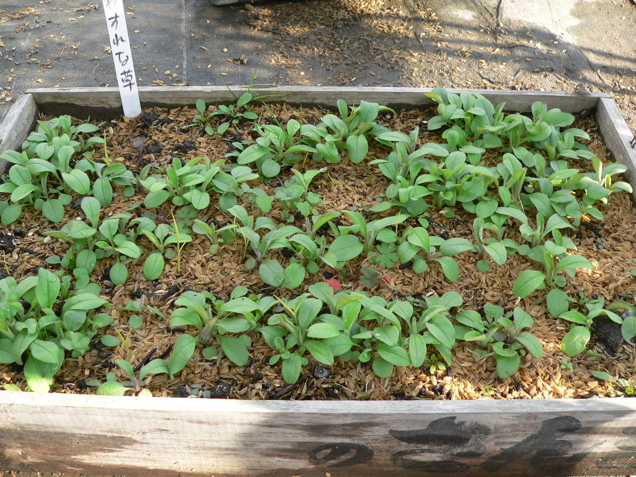 勿忘草の鉢上げ バド菜園 バドの自然と遊ぼうゆったり菜園らいふ