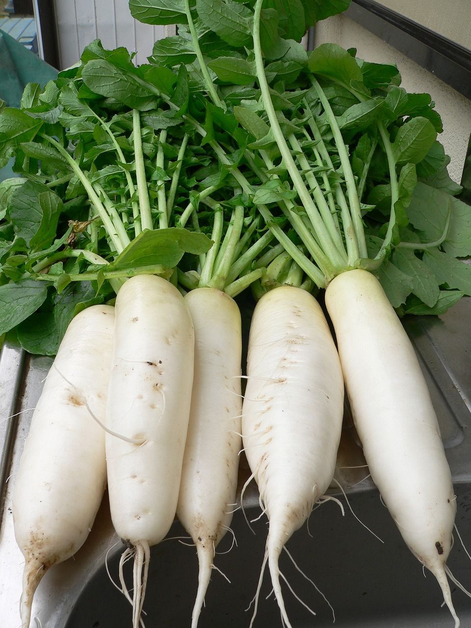 耐病総太り大根です 誰のことかな バド菜園 バドの自然と遊ぼうゆったり菜園らいふ 耐病総太り大根です 誰のことかな バド菜園 バドの自然と遊ぼうゆったり菜園らいふ