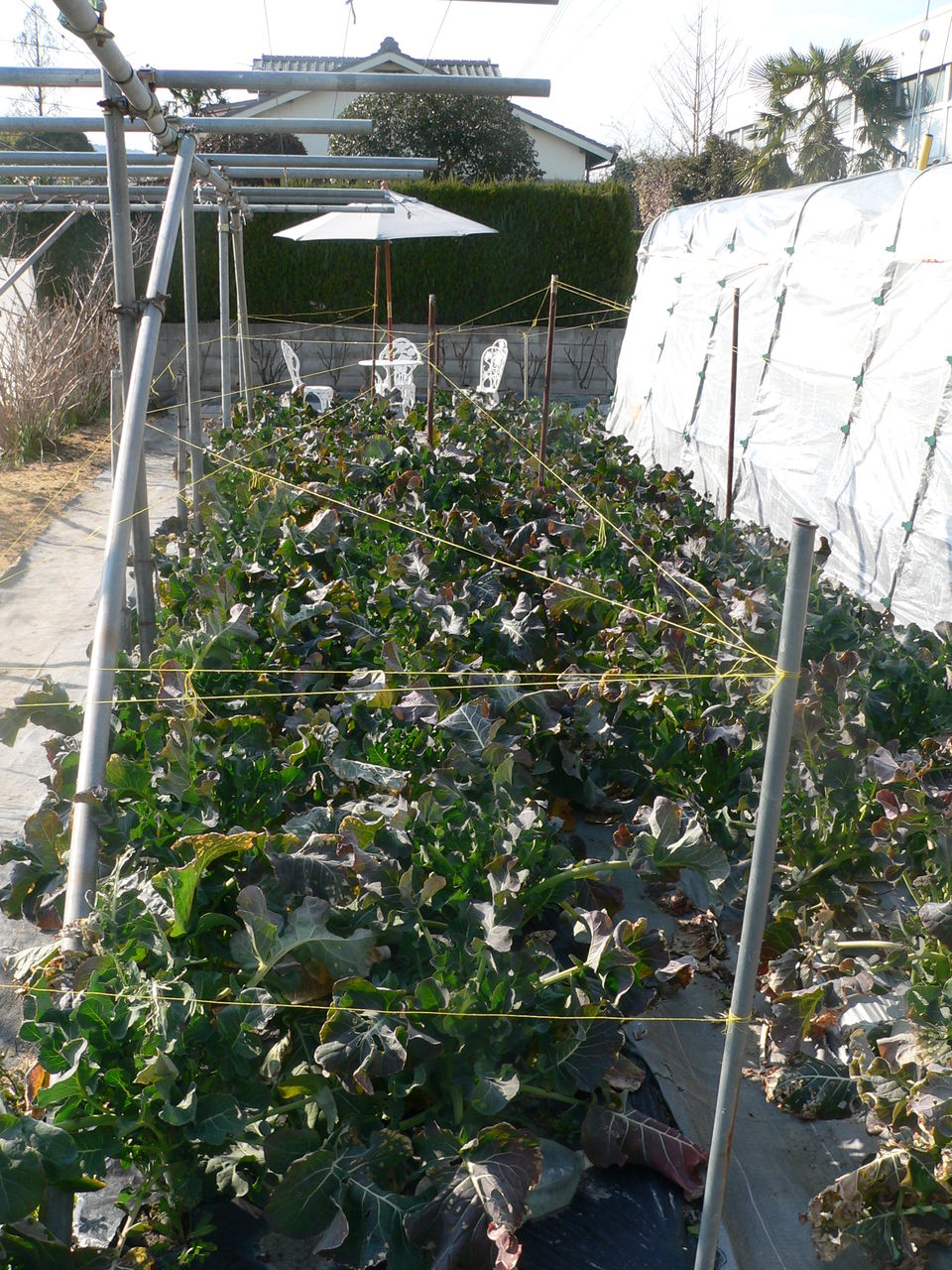 ヒヨドリ対策です バド菜園 バドの自然と遊ぼうゆったり菜園らいふ