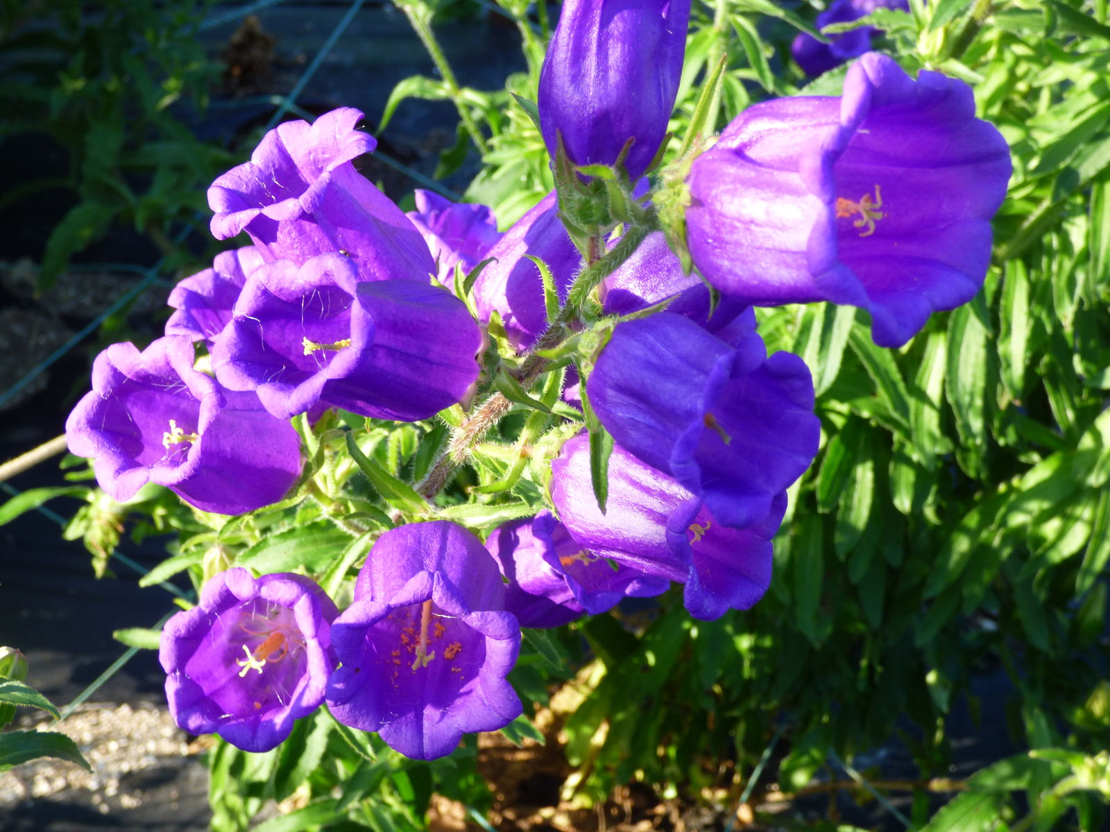 ツルアリインゲン ツリガネソウ バド菜園 バドの自然と遊ぼうゆったり菜園らいふ