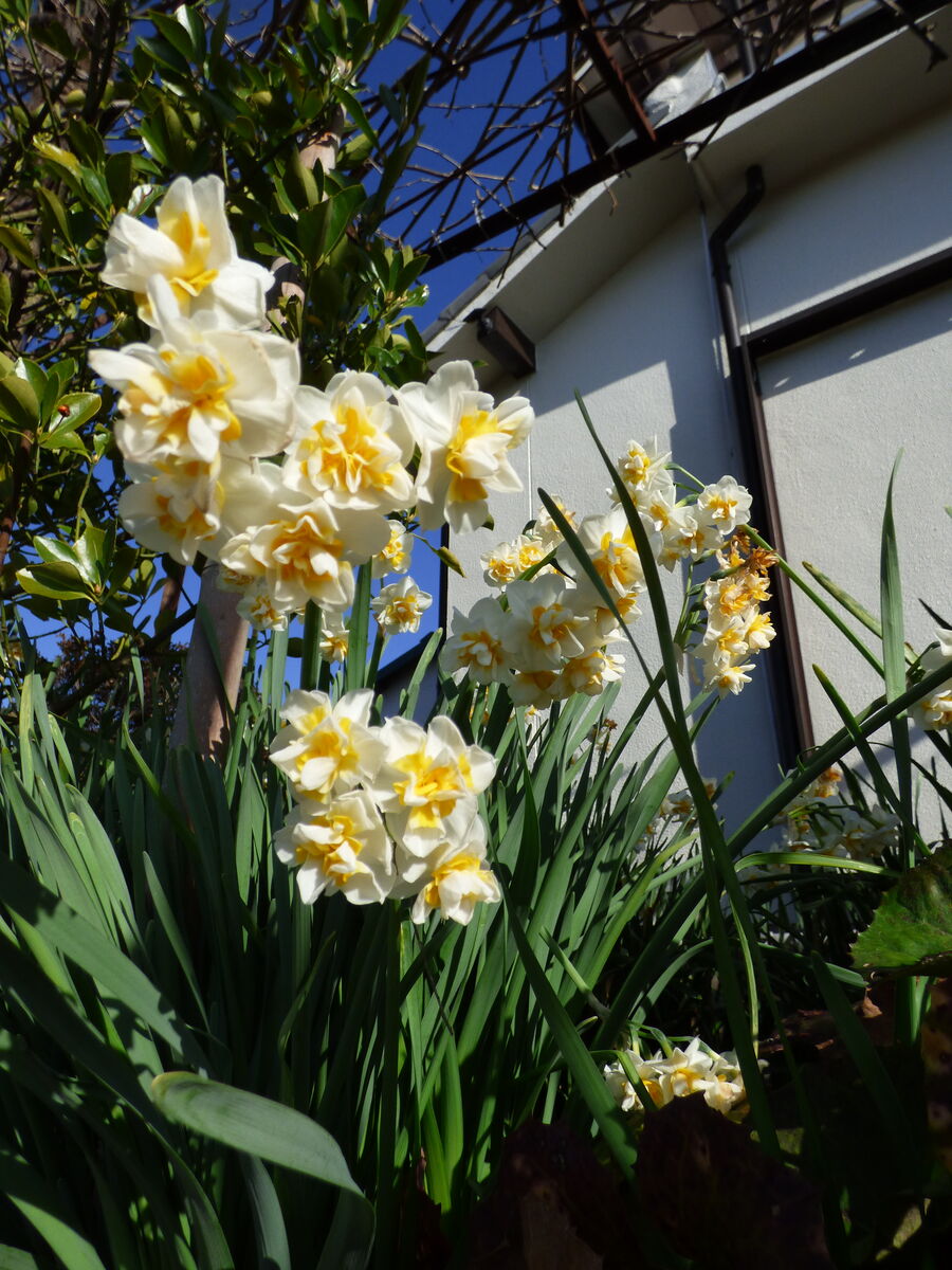 水仙の香りがすばらしい バド菜園 バドの自然と遊ぼうゆったり菜園らいふ