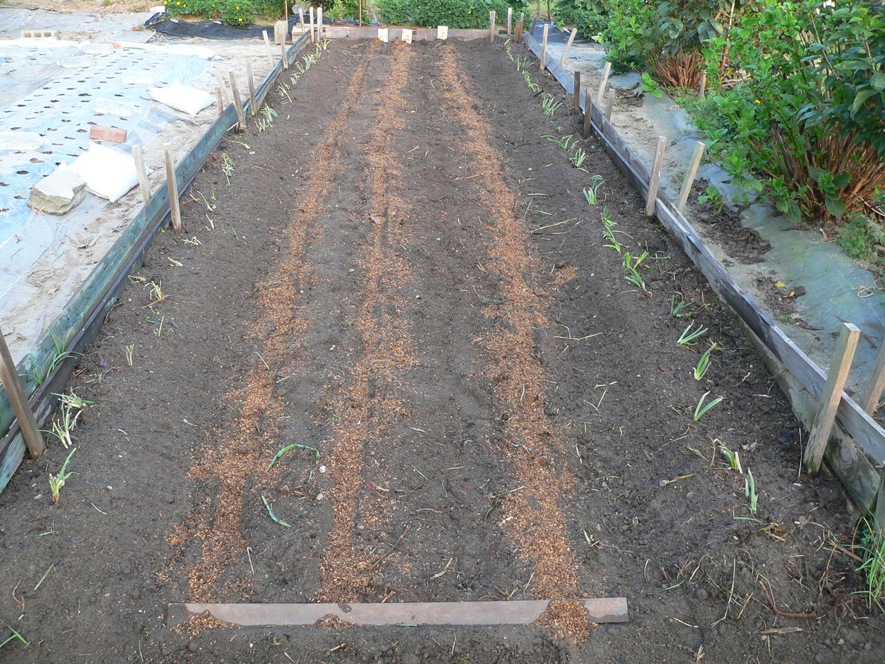 早生玉ねぎの種まき 九条ネギの植え付け バド菜園 バドの自然と遊ぼうゆったり菜園らいふ