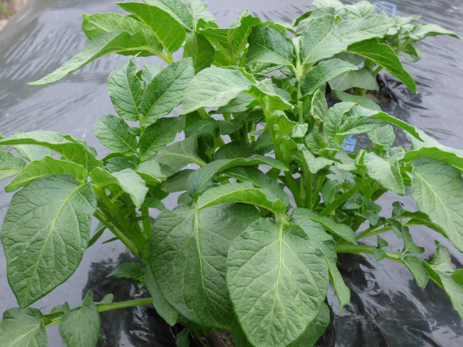 ジャガイモ発芽順調です バド菜園 バドの自然と遊ぼうゆったり菜園らいふ ジャガイモ発芽順調です バド菜園 バドの自然と遊ぼうゆったり菜園らいふ