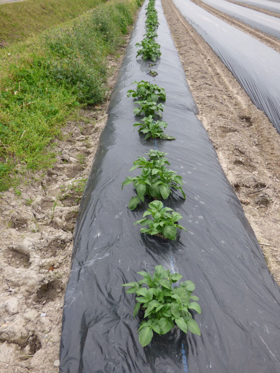 ジャガイモ発芽順調です バド菜園 バドの自然と遊ぼうゆったり菜園らいふ ジャガイモ発芽順調です バド菜園 バドの自然と遊ぼうゆったり菜園らいふ