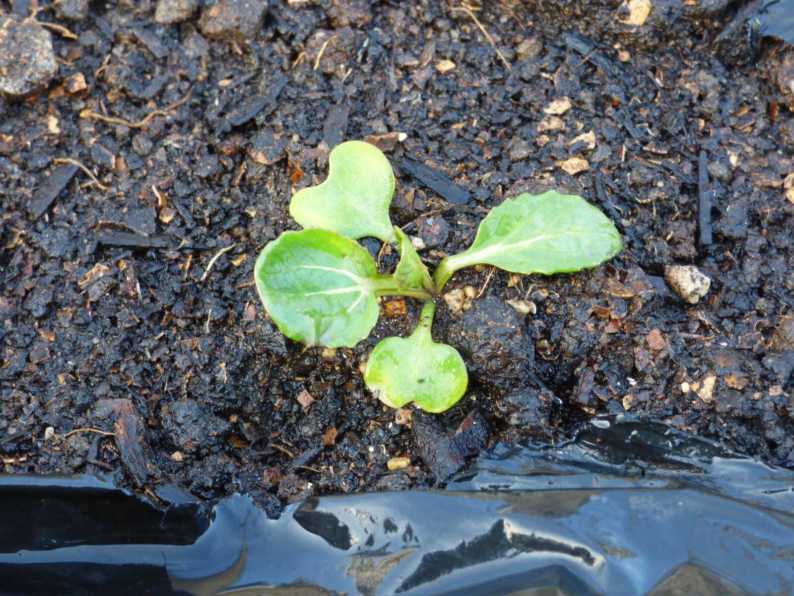 アスパラ菜追加定植 バド菜園 バドの自然と遊ぼうゆったり菜園らいふ アスパラ菜追加定植 バド菜園 バドの自然と遊ぼうゆったり菜園らいふ
