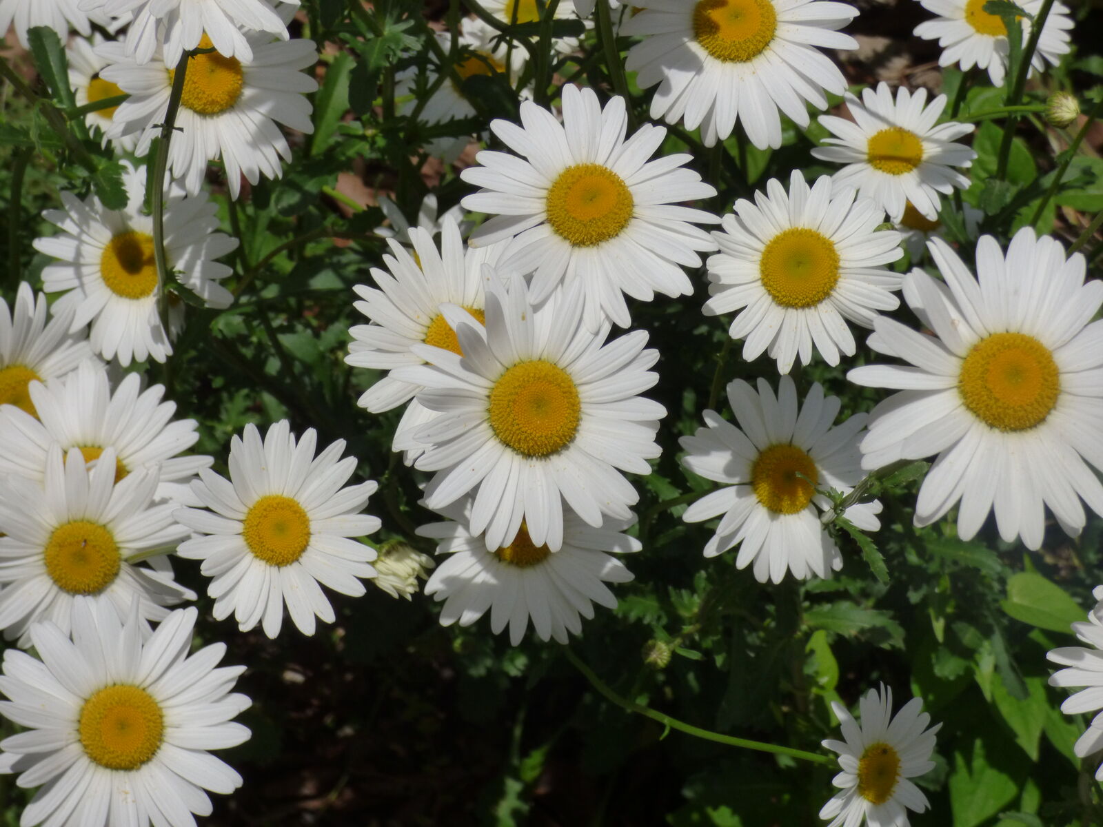 シャスターデイジーの白い花 バド菜園 バドの自然と遊ぼうゆったり菜園らいふ