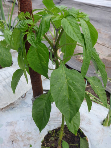 P1080208