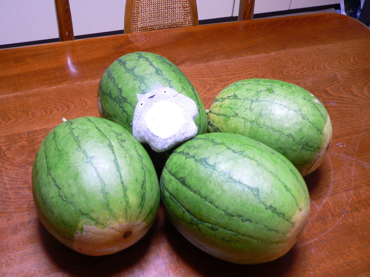 小玉スイカ栽培の気づき バド菜園 バドの自然と遊ぼうゆったり菜園らいふ 小玉スイカ栽培の気づき バド菜園 バドの自然と遊ぼうゆったり菜園らいふ
