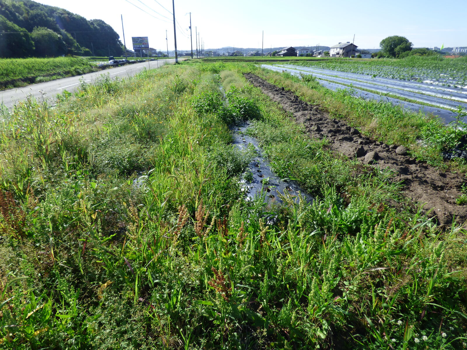 収穫後の畝を耕す バド菜園 バドの自然と遊ぼうゆったり菜園らいふ 収穫後の畝を耕す バド菜園 バドの自然と遊ぼうゆったり菜園らいふ