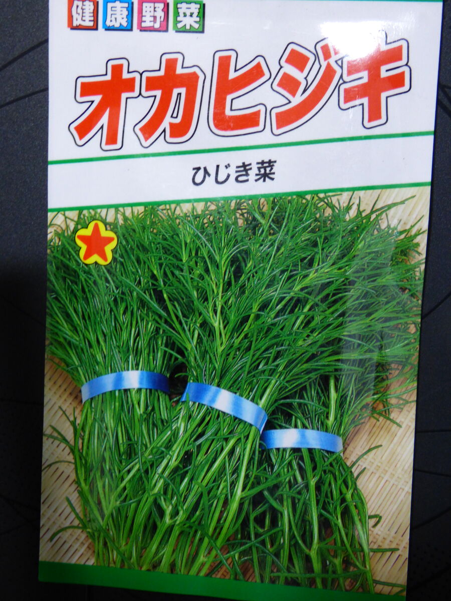 オカヒジキの苗を定植です バド菜園 バドの自然と遊ぼうゆったり菜園らいふ