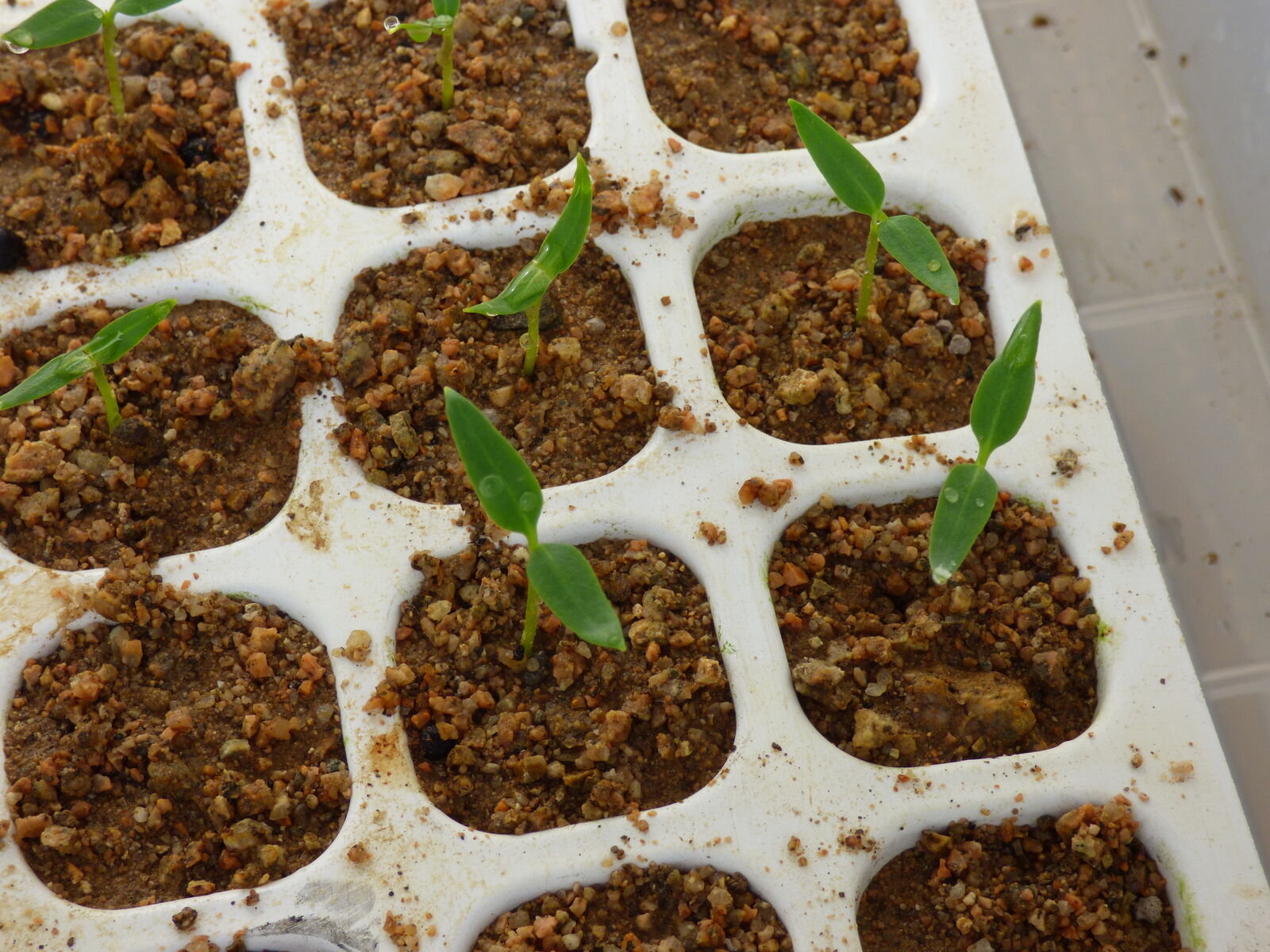 ジャンボピーマン発芽してきました バド菜園 バドの自然と遊ぼうゆったり菜園らいふ ジャンボピーマン発芽してきました バド菜園 バドの自然と遊ぼうゆったり菜園らいふ