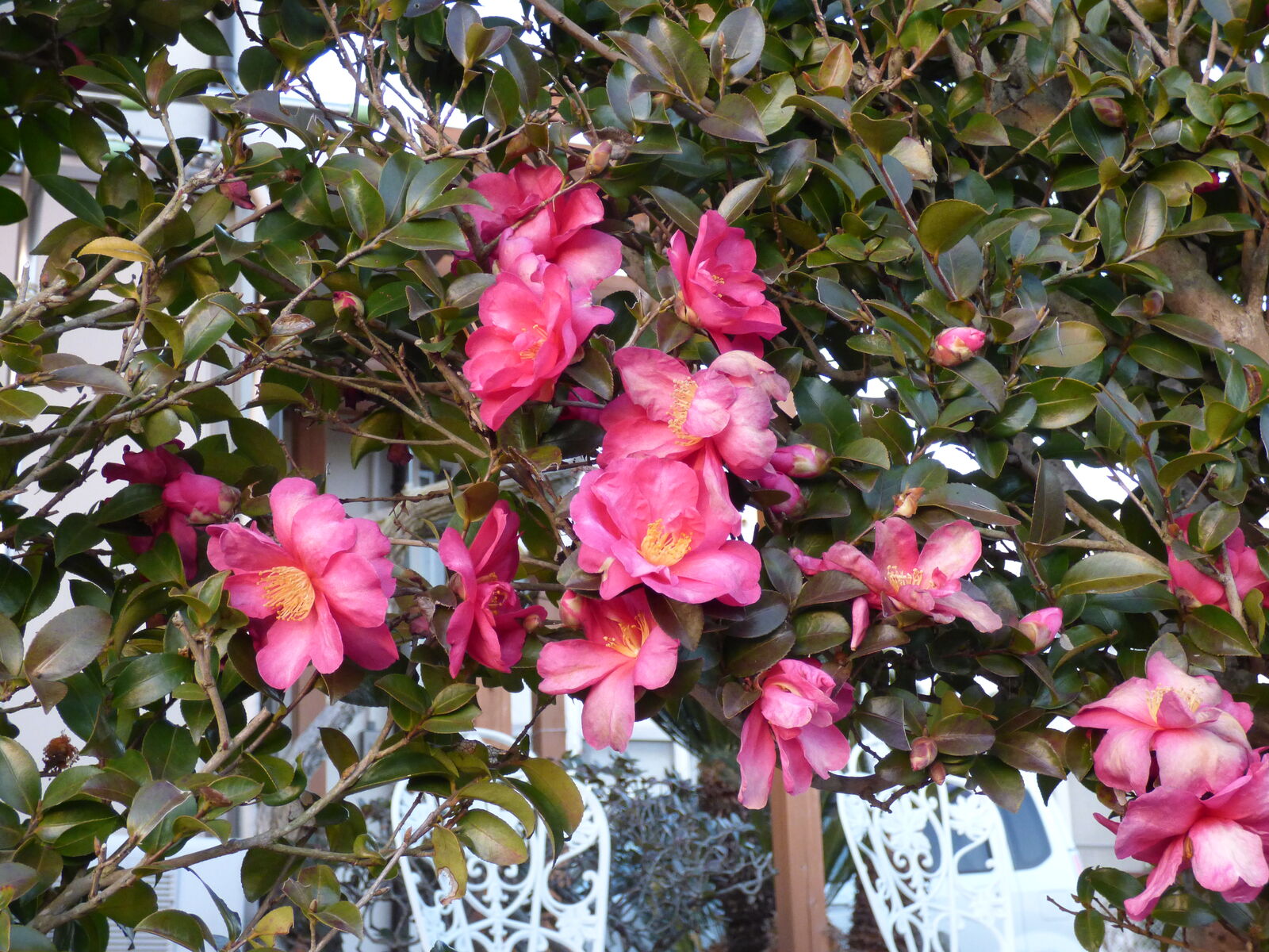 山茶花の赤い花 バド菜園 バドの自然と遊ぼうゆったり菜園らいふ 山茶花の赤い花 バド菜園 バドの自然と遊ぼうゆったり菜園らいふ