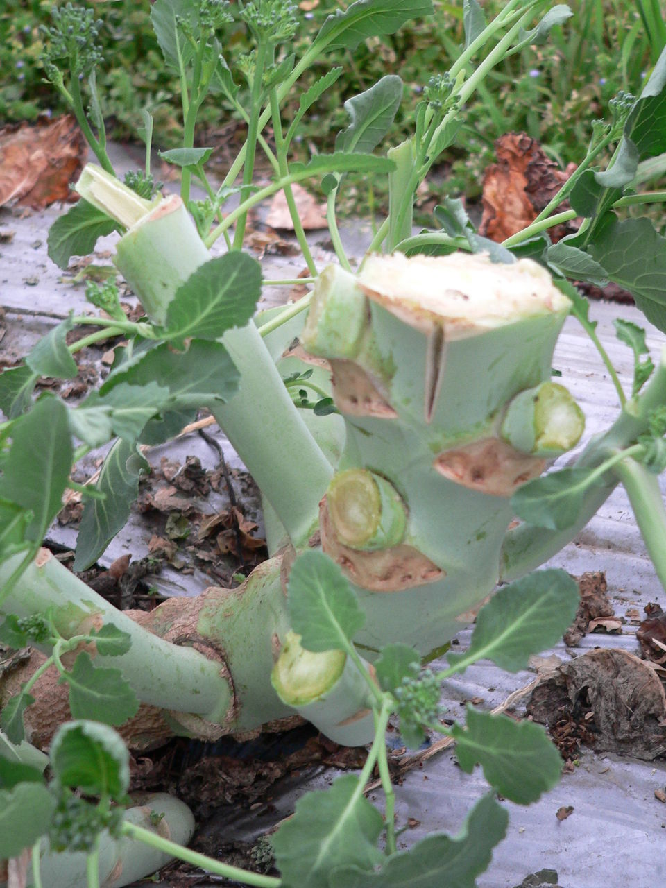茎ブロッコリーの切り戻し バド菜園 バドの自然と遊ぼうゆったり菜園らいふ 茎ブロッコリーの切り戻し バド菜園 バドの自然と遊ぼうゆったり菜園らいふ