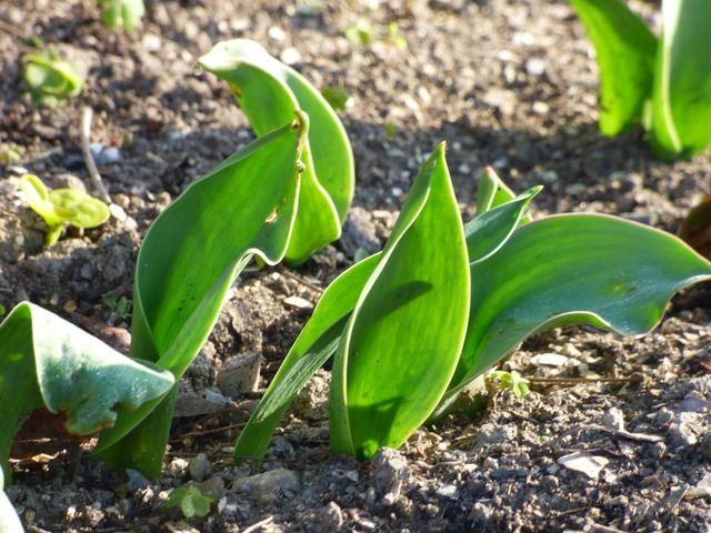 チューリップ バド菜園 バドの自然と遊ぼうゆったり菜園らいふ