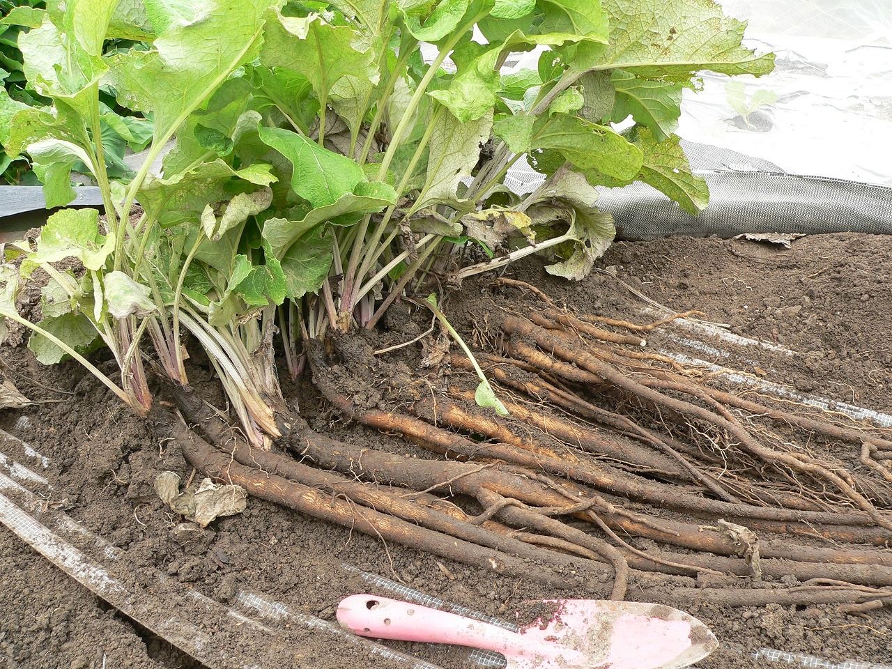滝野川ごぼうの収穫です バド菜園 バドの自然と遊ぼうゆったり菜園らいふ