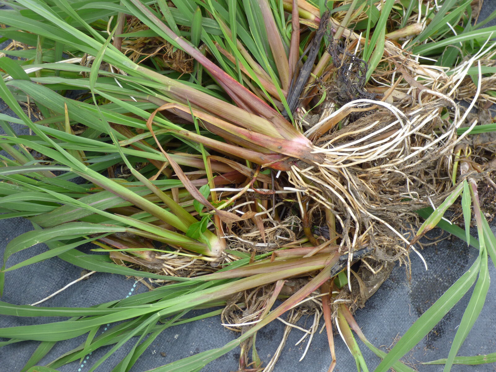 水田の雑草抜きと除草剤散布 泥にまみれる バド菜園 バドの自然と遊ぼうゆったり菜園らいふ