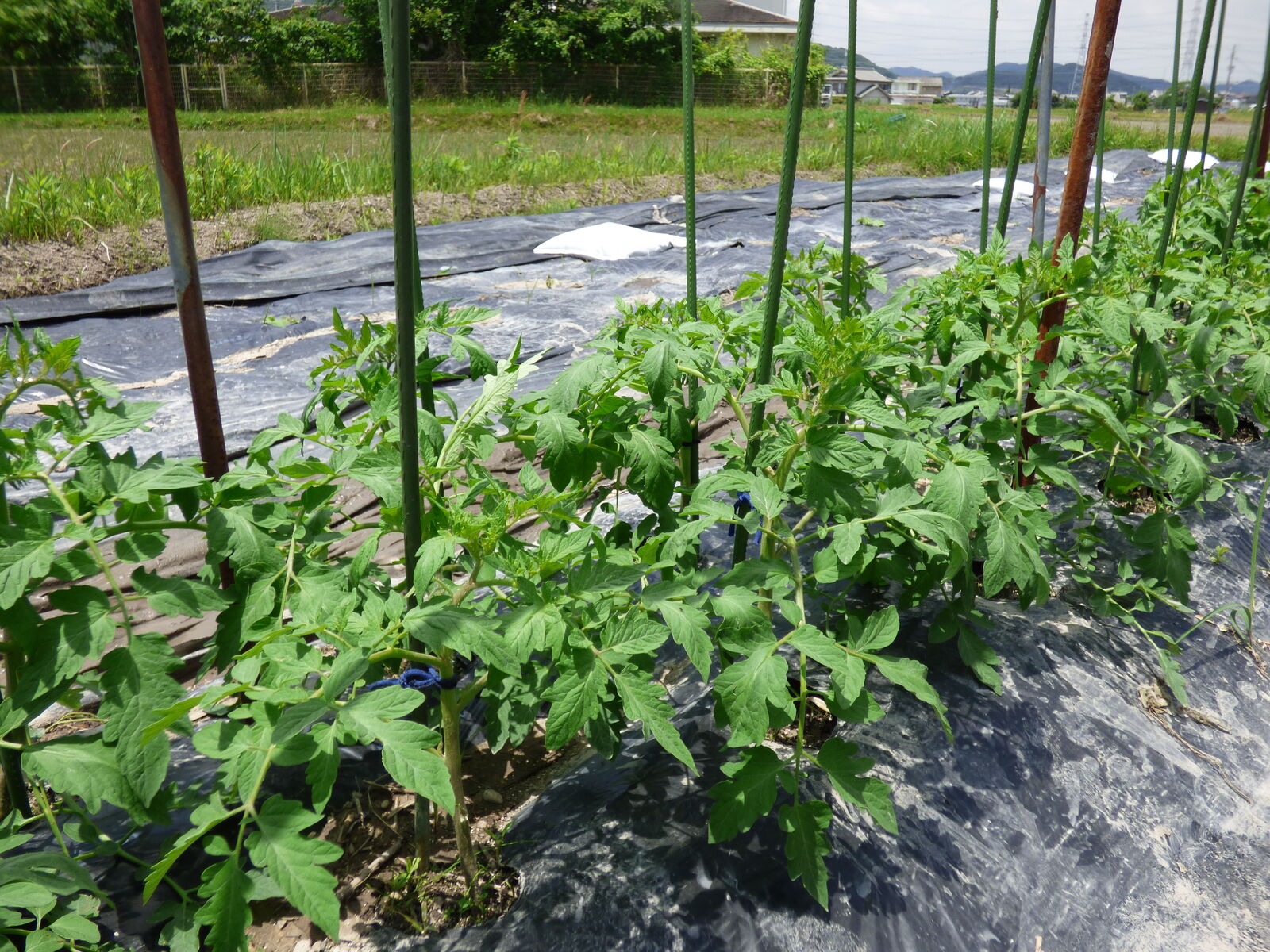 トマトに支柱 バド菜園 バドの自然と遊ぼうゆったり菜園らいふ