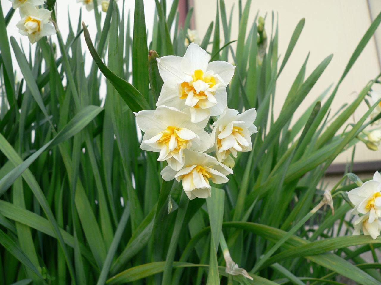 大輪バラ クイーンエリザベス の剪定 バド菜園 バドの自然と遊ぼうゆったり菜園らいふ