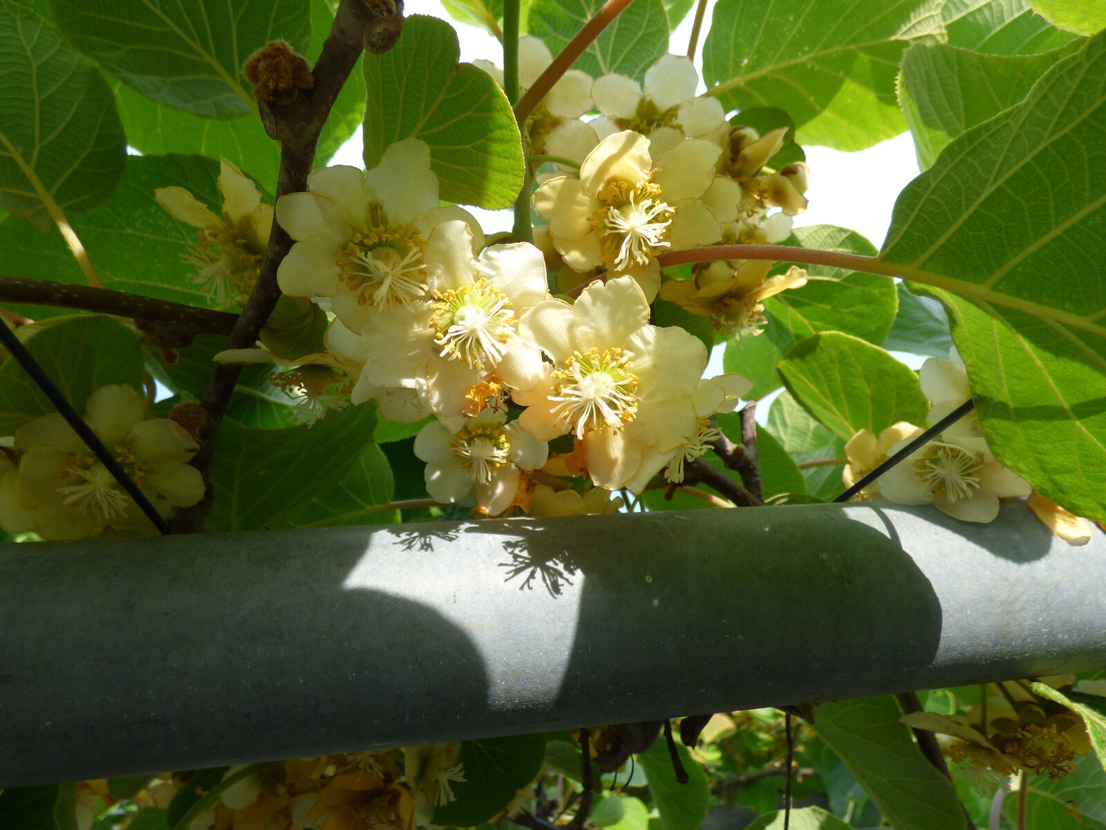 キウイの花 東京ゴールド バド菜園 バドの自然と遊ぼうゆったり菜園らいふ キウイの花 東京ゴールド バド菜園 バドの自然と遊ぼうゆったり菜園らいふ