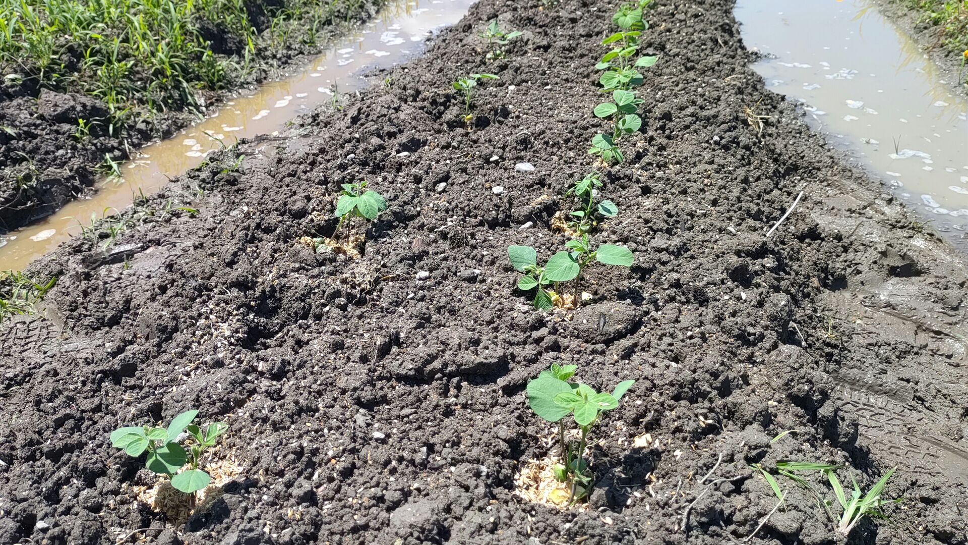 枝豆のポット苗の定植です : バド菜園 ~バドの自然と遊ぼうゆったり菜園らいふ~ 山と湖と川、畑とお庭で遊ぶ暮らしです