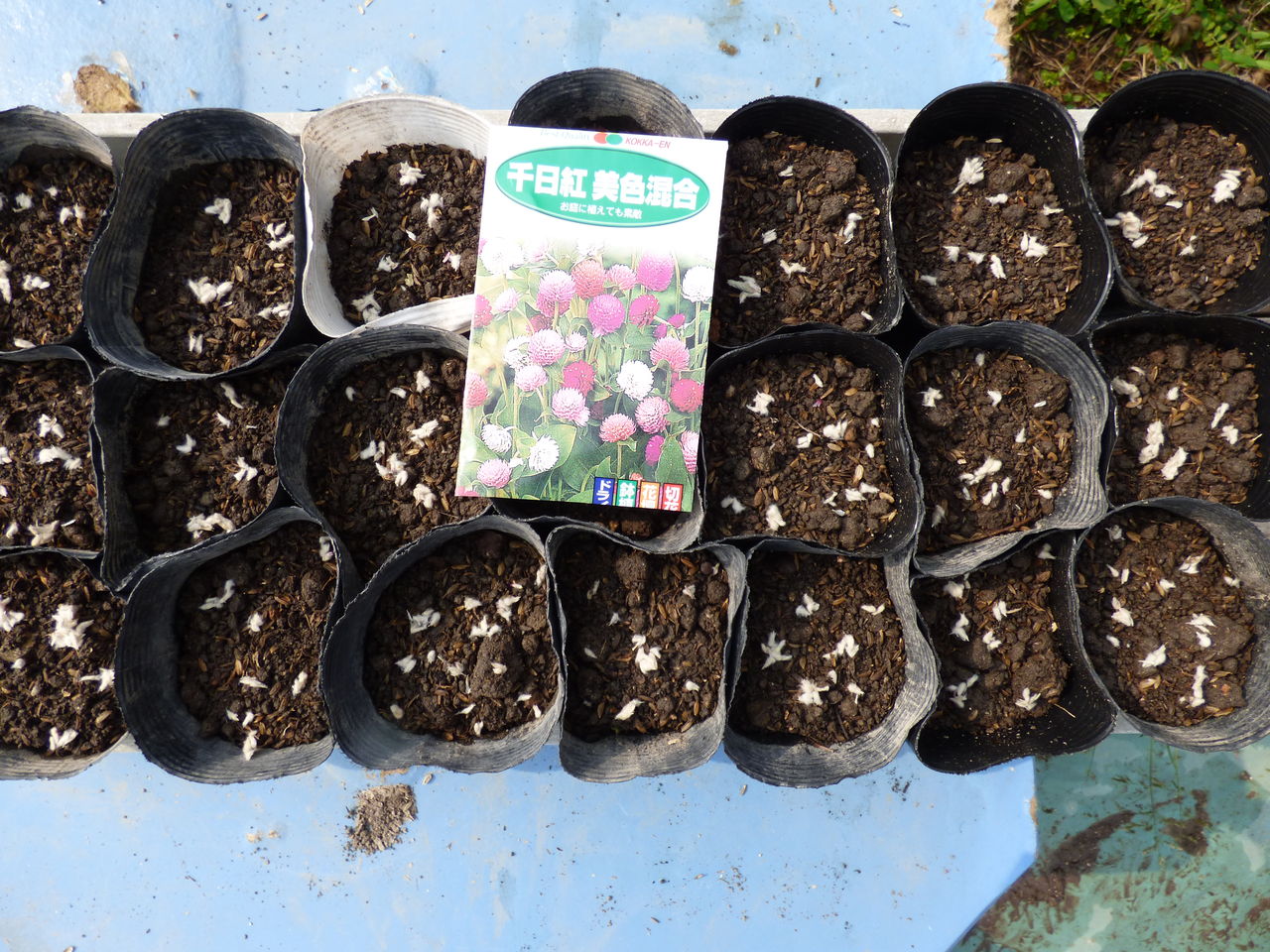 千日紅の種まき バド菜園 バドの自然と遊ぼうゆったり菜園らいふ