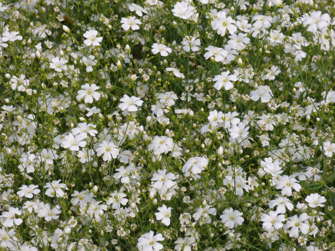 白花かすみ草 バド菜園 バドの自然と遊ぼうゆったり菜園らいふ