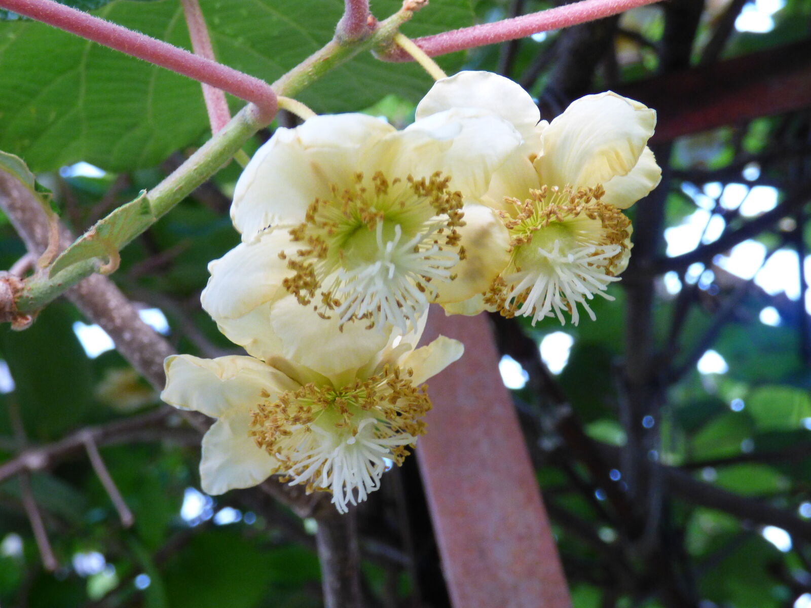 キウイ ヘイワード 開花 バド菜園 バドの自然と遊ぼうゆったり菜園らいふ