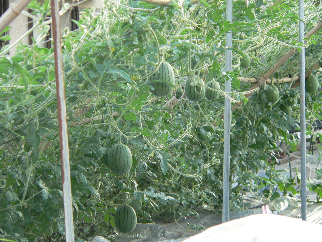 続小玉スイカ立体栽培の気づき 回答編 バド菜園 バドの自然と遊ぼうゆったり菜園らいふ 続小玉スイカ立体栽培の気づき 回答編 バド菜園 バドの自然と遊ぼうゆったり菜園らいふ